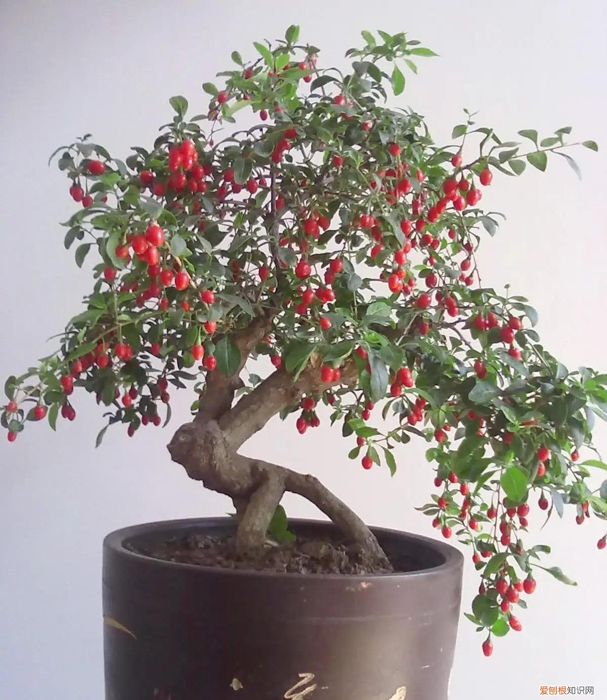 能吃能看的盆栽有哪些植物，“3种”盆栽，能看又能吃，好养皮实，年年开花结果，喜庆漂亮