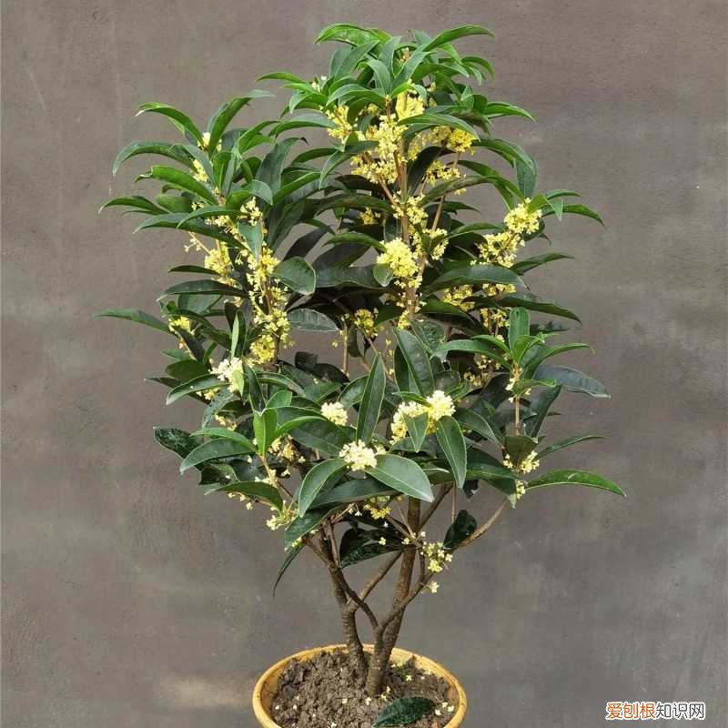 能吃能看的盆栽有哪些植物，“3种”盆栽，能看又能吃，好养皮实，年年开花结果，喜庆漂亮