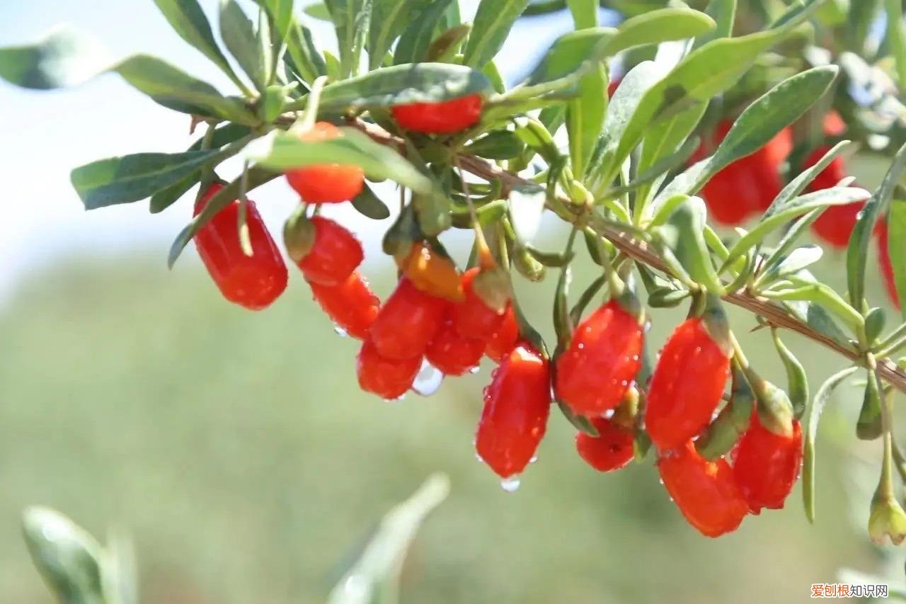 能吃能看的盆栽有哪些植物，“3种”盆栽，能看又能吃，好养皮实，年年开花结果，喜庆漂亮