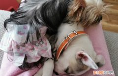 狗穿生理裤怎么把屎拉出来 狗狗穿生理裤怎么大小便