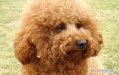 狗领地意识太强，该怎么办，如何消除狗狗领地意识