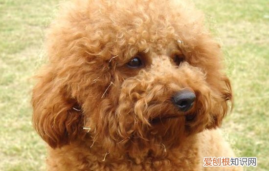 狗领地意识太强，该怎么办，如何消除狗狗领地意识