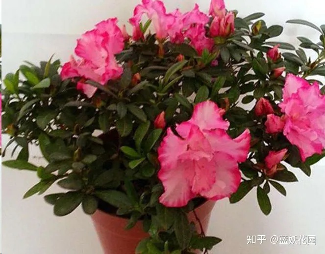 开花时间长的盆栽花有哪些，难怪你的盆栽不开花，处于不同生长期的盆栽，施肥方法大不同！