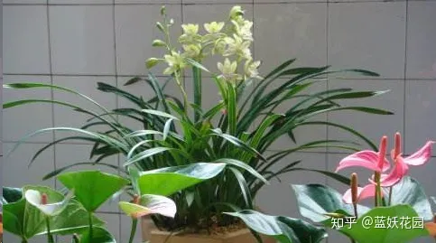 开花时间长的盆栽花有哪些，难怪你的盆栽不开花，处于不同生长期的盆栽，施肥方法大不同！