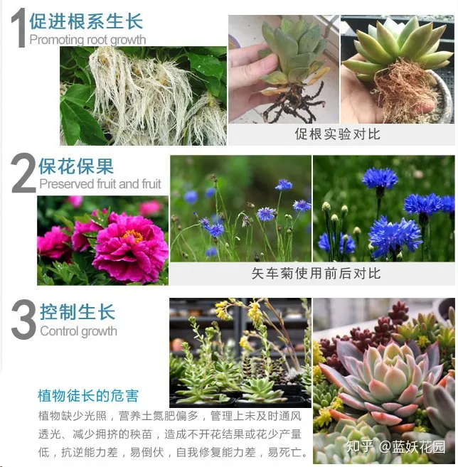 开花时间长的盆栽花有哪些，难怪你的盆栽不开花，处于不同生长期的盆栽，施肥方法大不同！