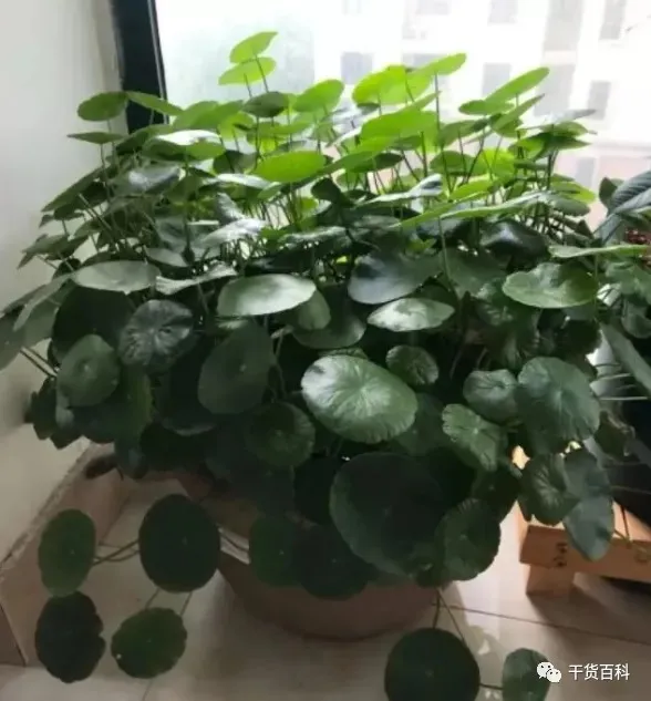 绿植花卉室内盆景图片，10种常见室内盆栽花卉和绿植的养护方法简介