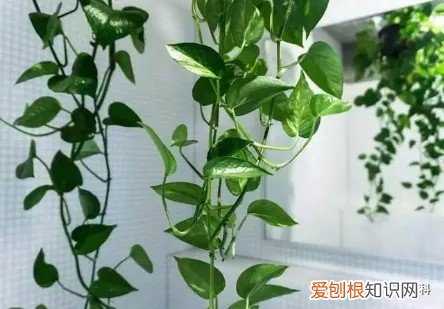 绿植花卉室内盆景图片，10种常见室内盆栽花卉和绿植的养护方法简介