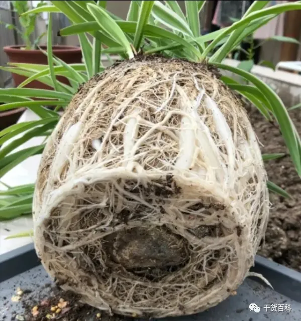 绿植花卉室内盆景图片，10种常见室内盆栽花卉和绿植的养护方法简介