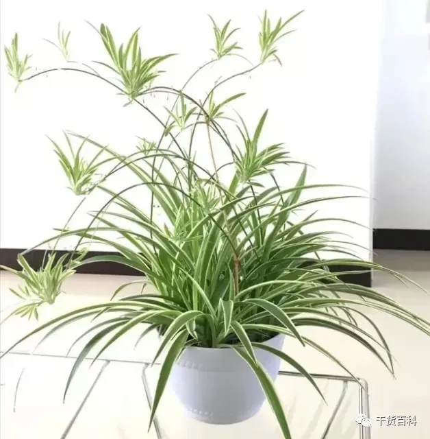 绿植花卉室内盆景图片，10种常见室内盆栽花卉和绿植的养护方法简介
