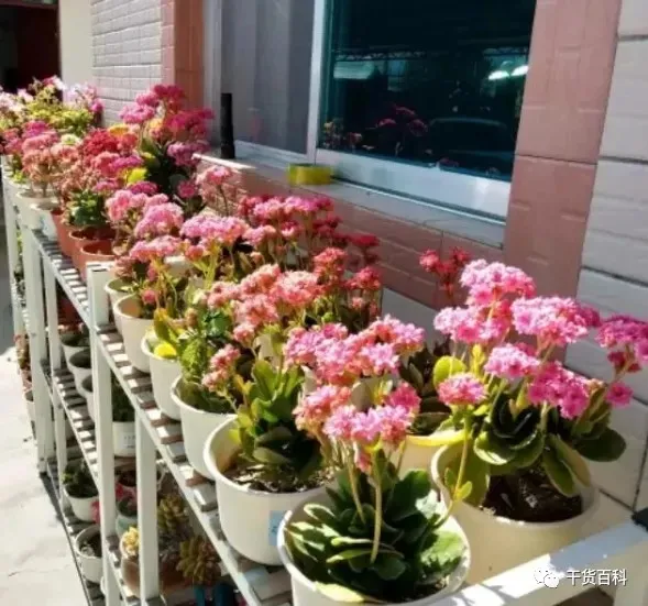 绿植花卉室内盆景图片，10种常见室内盆栽花卉和绿植的养护方法简介