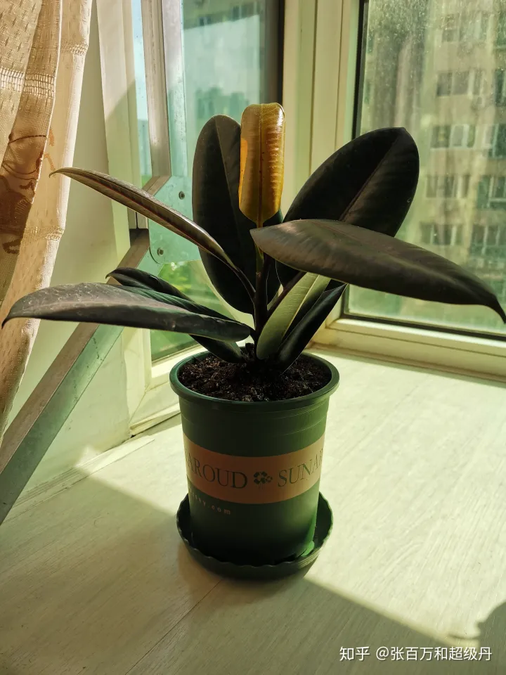 盆栽植物的种植与养护，家庭园艺盆栽绿植栽培养殖方法