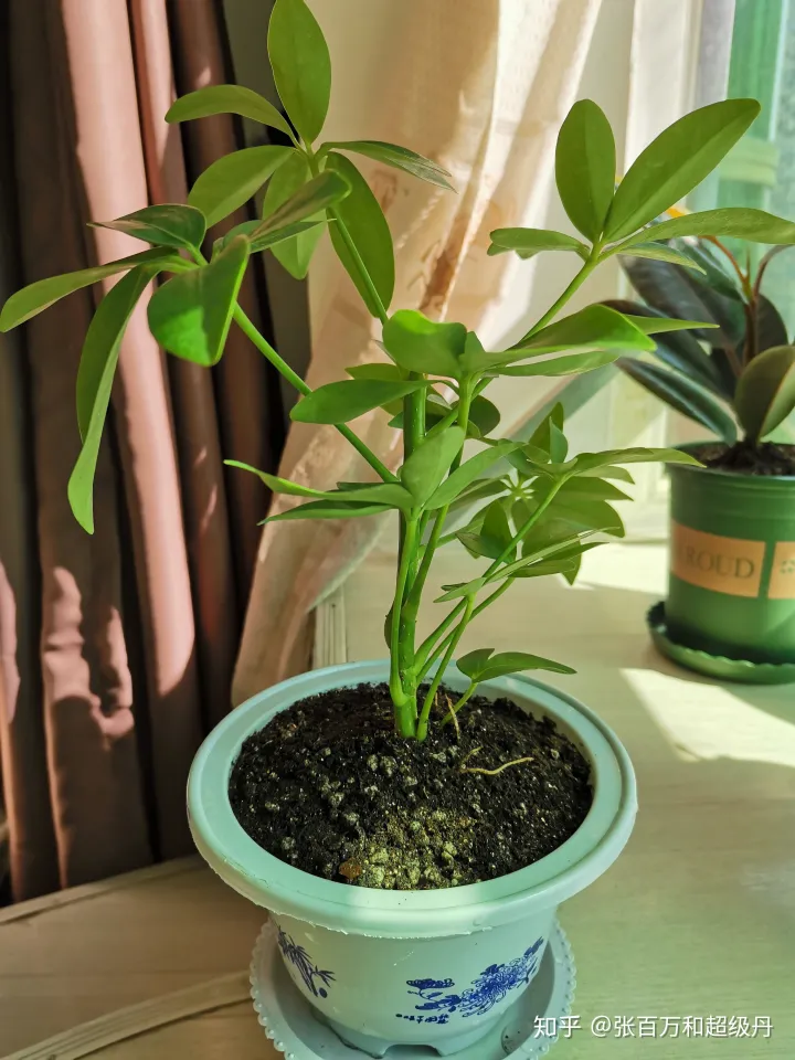 盆栽植物的种植与养护，家庭园艺盆栽绿植栽培养殖方法