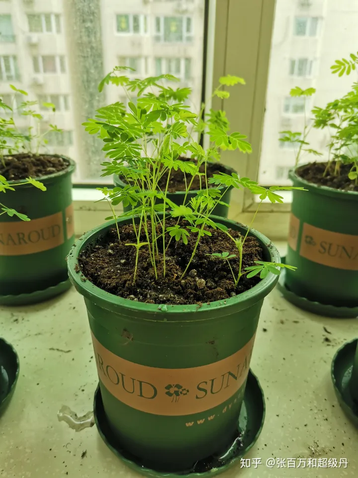 盆栽植物的种植与养护，家庭园艺盆栽绿植栽培养殖方法