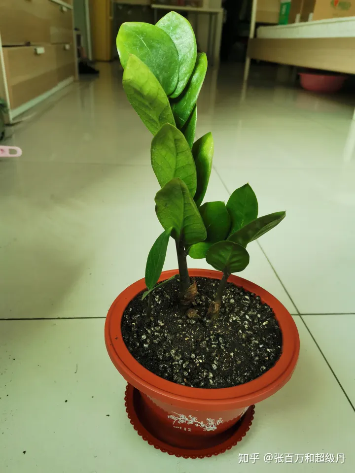 盆栽植物的种植与养护，家庭园艺盆栽绿植栽培养殖方法