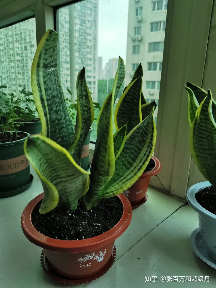 盆栽植物的种植与养护，家庭园艺盆栽绿植栽培养殖方法