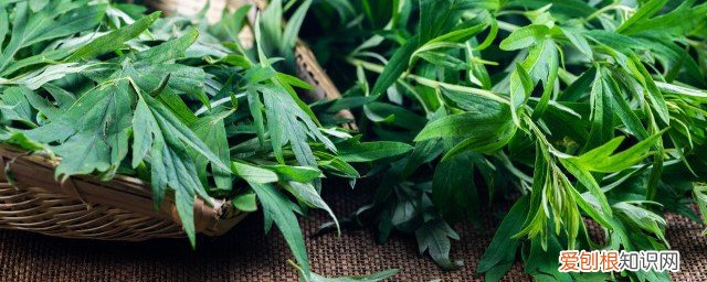 艾草泡酒配方 新鲜艾草泡酒制作过程