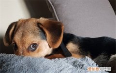 狗狗喜欢趴在沙发上怎么办，如何让狗狗不趴在沙发上，狗狗趴在沙发底下不出来
