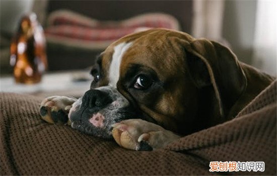 狗狗喜欢趴在沙发上怎么办，如何让狗狗不趴在沙发上，狗狗趴在沙发底下不出来