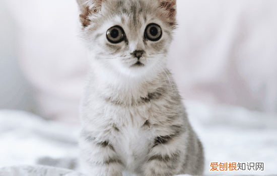 猫咪头上有硬疙瘩是怎么回事，猫咪头部长了很多硬瘩