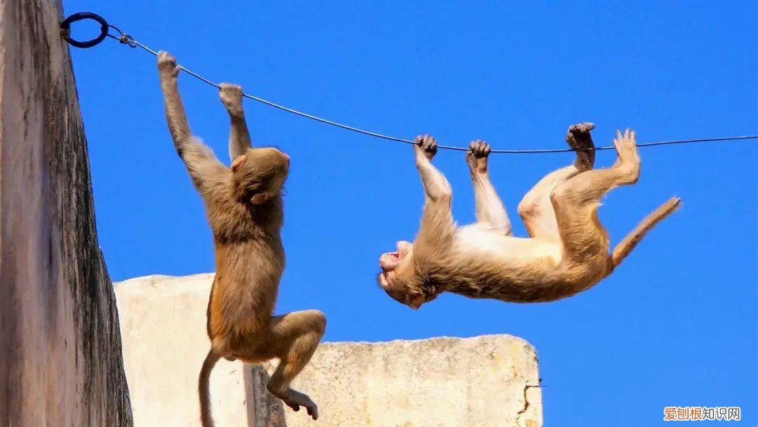 monkeys是什么意思翻译,monkey是“猴子”,business是“生意”,那monkey business啥意思