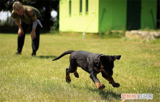 狗狗好动怎么办,如何改正狗狗好动的坏习惯,小狗好动怎么办