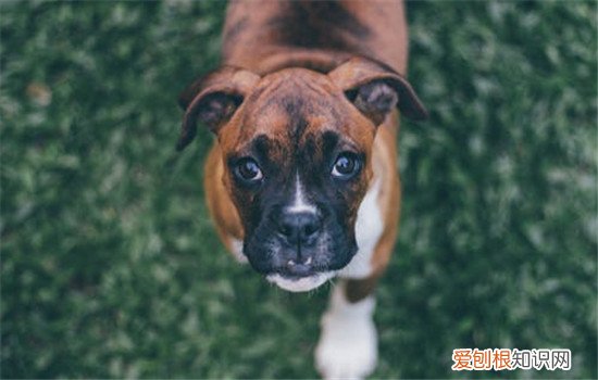 狗狗好动怎么办,如何改正狗狗好动的坏习惯,小狗好动怎么办