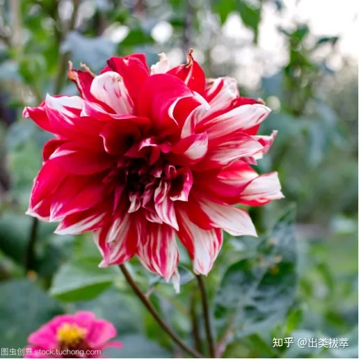 养花的十二种技巧是什么,养花技巧:秋季养花有哪些小窍门,不可不学哦!