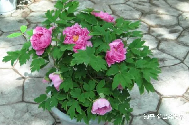 养花的十二种技巧是什么,养花技巧:秋季养花有哪些小窍门,不可不学哦!