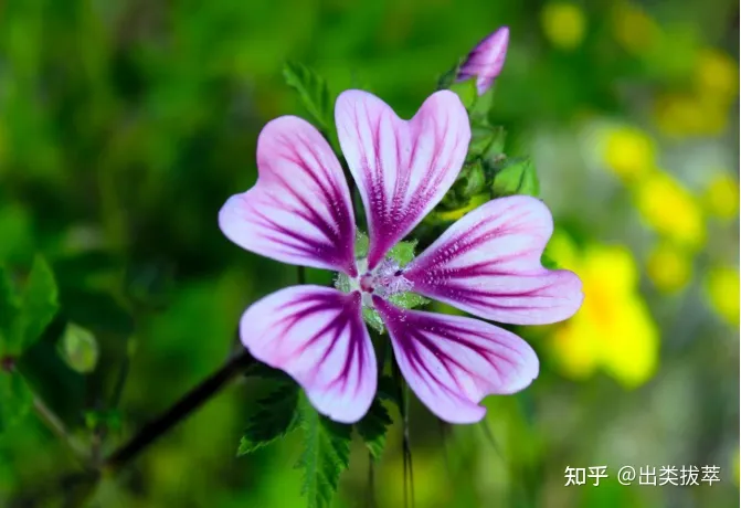 养花的十二种技巧是什么,养花技巧:秋季养花有哪些小窍门,不可不学哦!