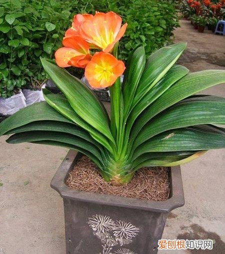 君子兰一年开二次花吗?，养君子兰，按照这7个方法养，一次开花100朵，一年开两次