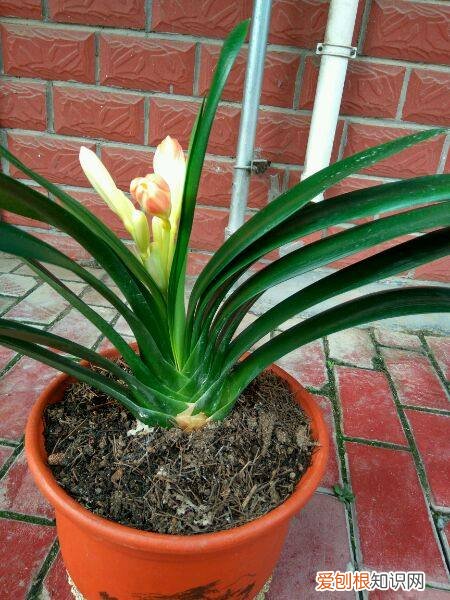 君子兰一年开二次花吗?，养君子兰，按照这7个方法养，一次开花100朵，一年开两次
