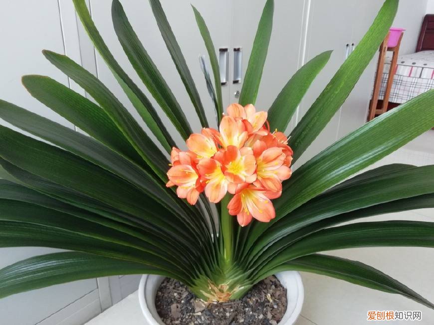 君子兰一年开二次花吗?，养君子兰，按照这7个方法养，一次开花100朵，一年开两次