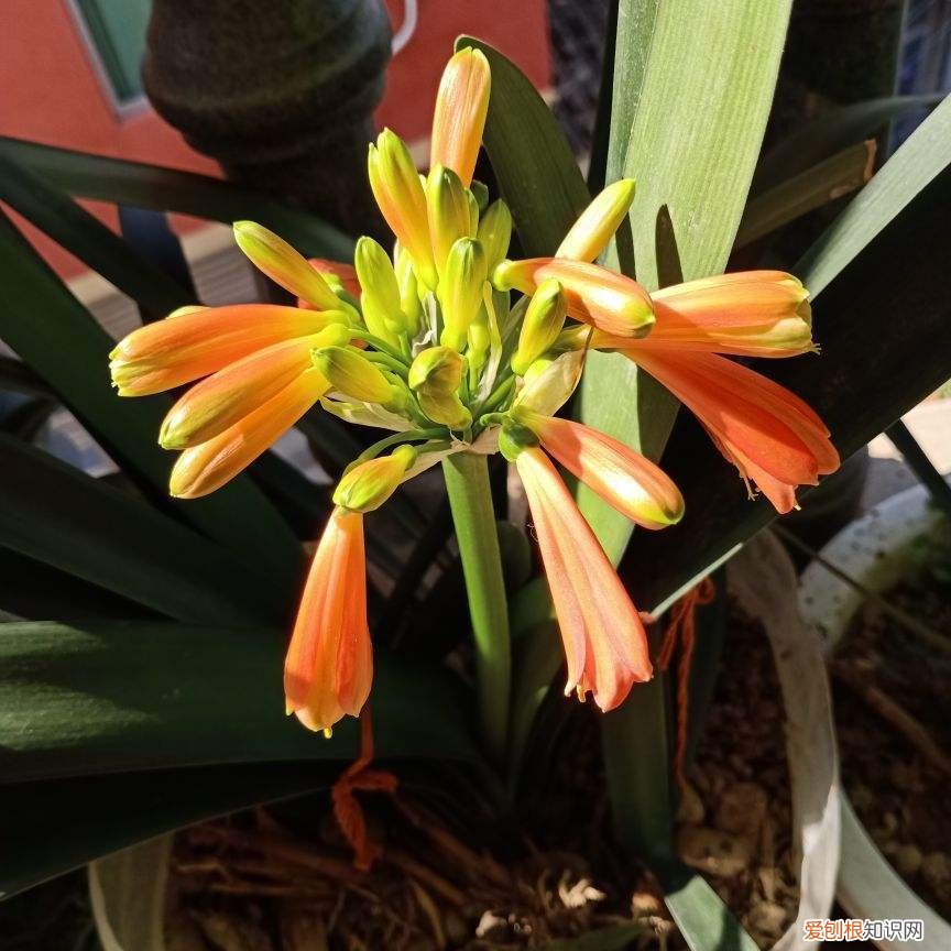 怎样养护君子兰花，君子兰养护秘诀，把握好这一点，随便养养就开花