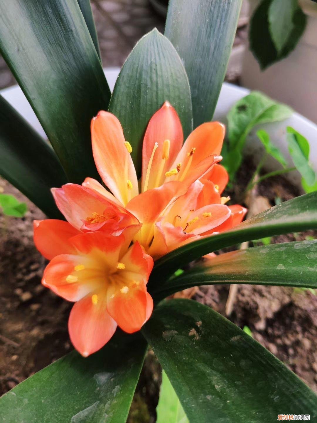 怎样养护君子兰花，君子兰养护秘诀，把握好这一点，随便养养就开花