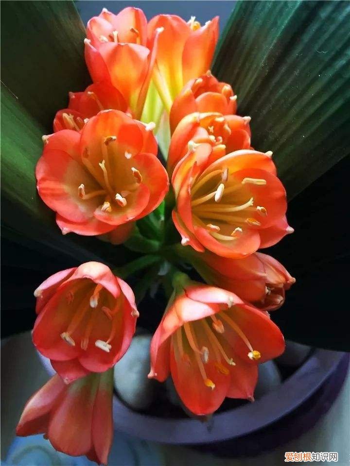 怎样养护君子兰花，君子兰养护秘诀，把握好这一点，随便养养就开花