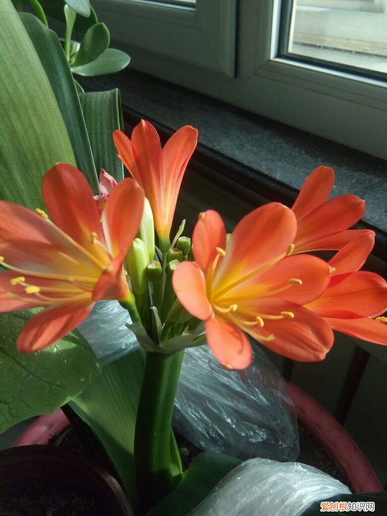 怎样养护君子兰花，君子兰养护秘诀，把握好这一点，随便养养就开花