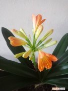 怎样养护君子兰花，君子兰养护秘诀，把握好这一点，随便养养就开花