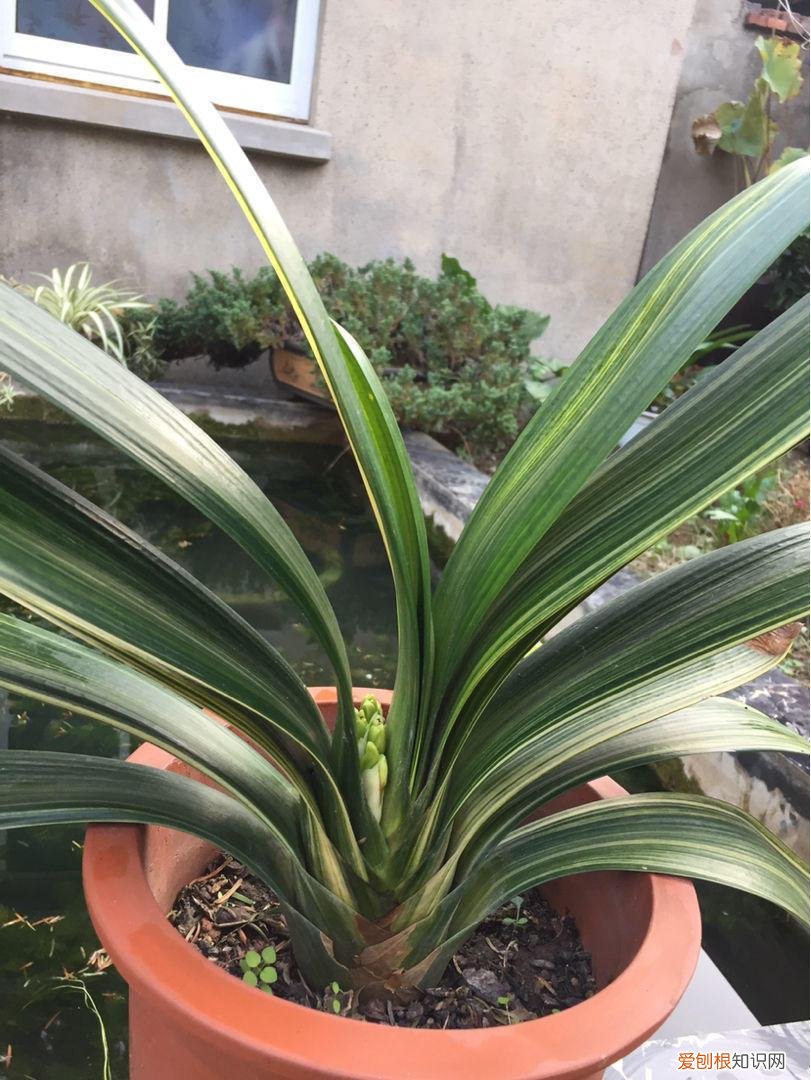 怎样养护君子兰花，君子兰养护秘诀，把握好这一点，随便养养就开花