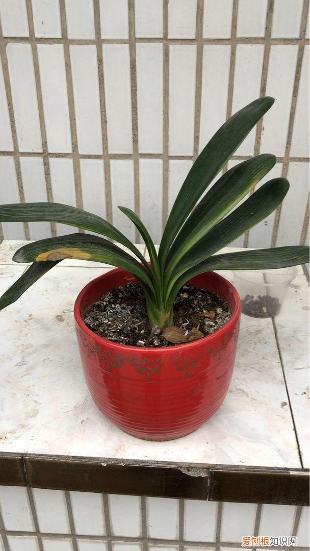 怎样养护君子兰花，君子兰养护秘诀，把握好这一点，随便养养就开花