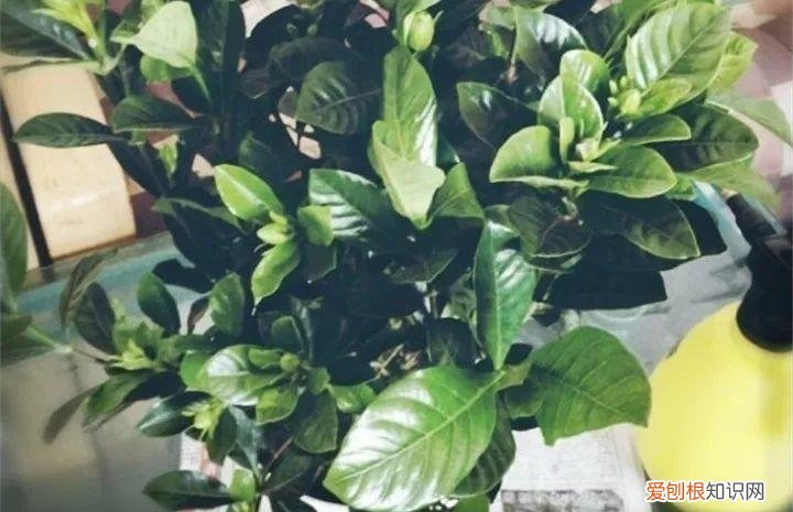 病虫害会导致君子兰夹箭虫吗，8种养花窍门，病虫全扫光，君子兰长得健壮不夹箭！