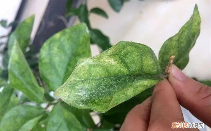 病虫害会导致君子兰夹箭虫吗，8种养花窍门，病虫全扫光，君子兰长得健壮不夹箭！