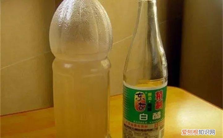 病虫害会导致君子兰夹箭虫吗，8种养花窍门，病虫全扫光，君子兰长得健壮不夹箭！