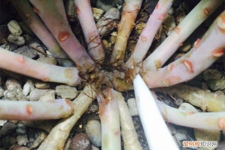 病虫害会导致君子兰夹箭虫吗，8种养花窍门，病虫全扫光，君子兰长得健壮不夹箭！