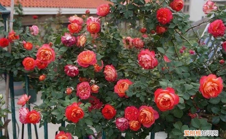 病虫害会导致君子兰夹箭虫吗，8种养花窍门，病虫全扫光，君子兰长得健壮不夹箭！