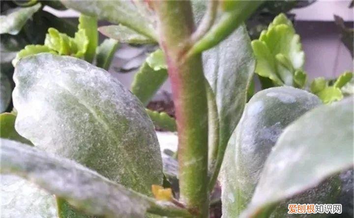 病虫害会导致君子兰夹箭虫吗，8种养花窍门，病虫全扫光，君子兰长得健壮不夹箭！