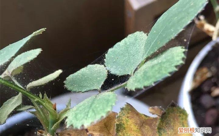 病虫害会导致君子兰夹箭虫吗，8种养花窍门，病虫全扫光，君子兰长得健壮不夹箭！