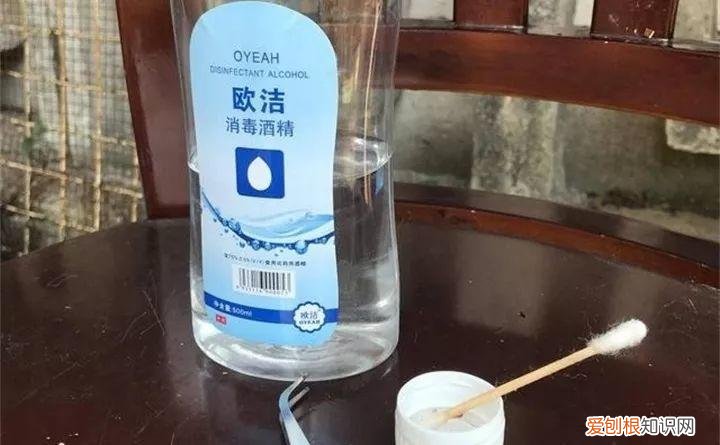 病虫害会导致君子兰夹箭虫吗，8种养花窍门，病虫全扫光，君子兰长得健壮不夹箭！