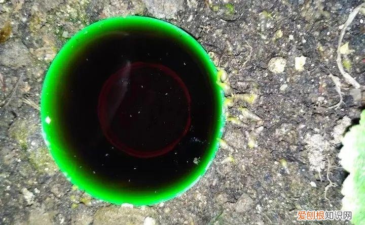 病虫害会导致君子兰夹箭虫吗，8种养花窍门，病虫全扫光，君子兰长得健壮不夹箭！