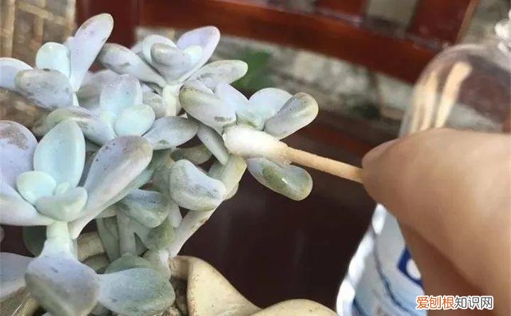 病虫害会导致君子兰夹箭虫吗，8种养花窍门，病虫全扫光，君子兰长得健壮不夹箭！