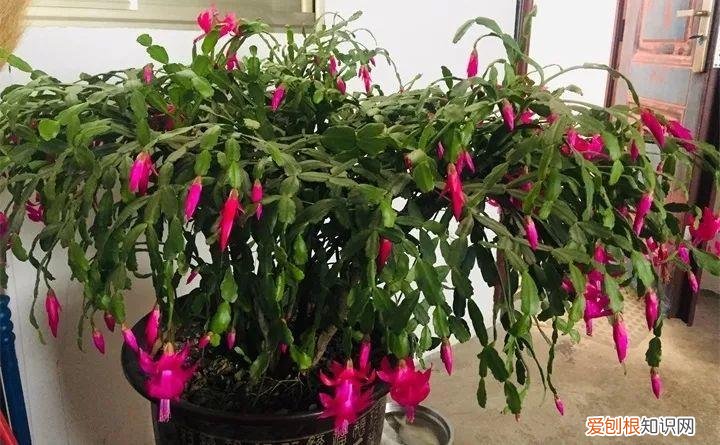 病虫害会导致君子兰夹箭虫吗，8种养花窍门，病虫全扫光，君子兰长得健壮不夹箭！